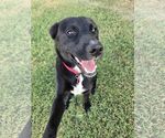 Small #1 Labrador Retriever Mix