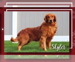 Father of the Golden Retriever puppies born on 12/07/2025