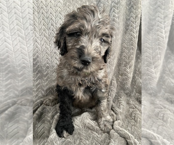 Medium Photo #7 Goldendoodle Puppy For Sale in CENTURIA, WI, USA