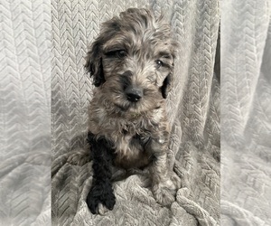 Medium Goldendoodle
