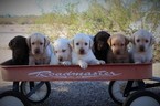 Small Photo #1 Labrador Retriever Puppy For Sale in FLORENCE, AZ, USA