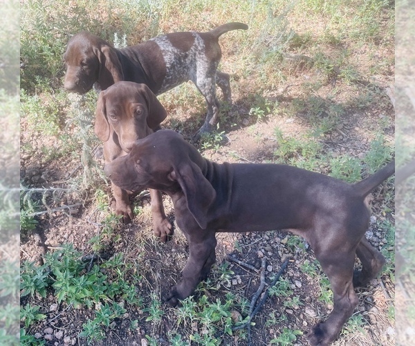 Medium Photo #53 German Shorthaired Pointer Puppy For Sale in DENVER, CO, USA