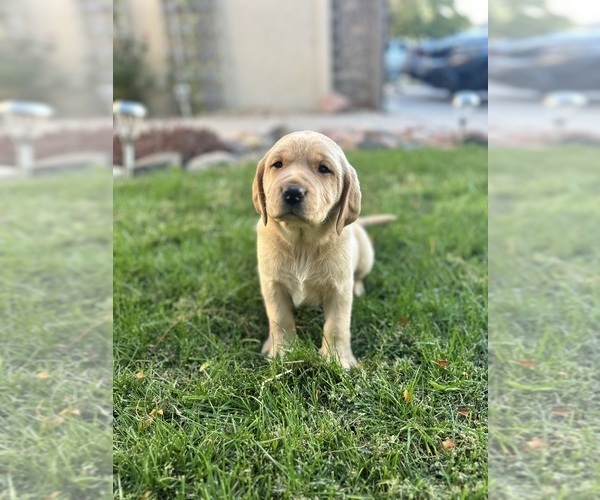 Medium Photo #5 Labrador Retriever Puppy For Sale in THORNTON, CO, USA
