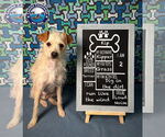 Small #1 Poodle (Miniature) Mix