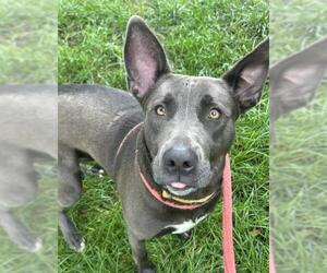 American Pit Bull Terrier-Unknown Mix Dogs for adoption in Sacramento, CA, USA