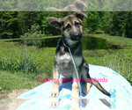 Small #1 German Shepherd Dog