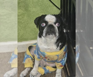 Father of the Pug puppies born on 11/28/2024