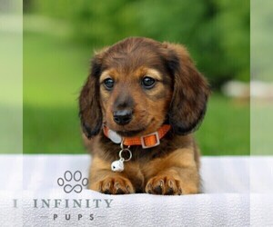 Dachshund Puppy for sale in ANNVILLE, PA, USA