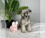 Small Photo #1 Schnauzer (Miniature) Puppy For Sale in FRANKLIN, IN, USA