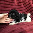 Small Photo #10 Havanese Puppy For Sale in HOUSTON, TX, USA