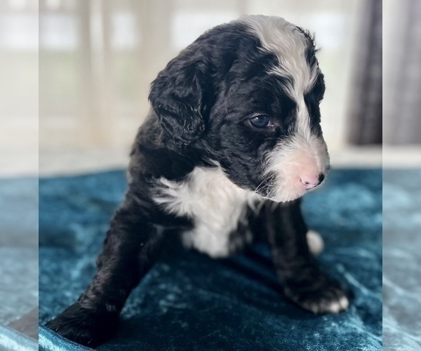 Medium Photo #7 Miniature Australian Shepherd-Miniature Bernedoodle Mix Puppy For Sale in BLUE SPRINGS, MO, USA