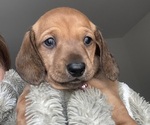 Puppy 1 Dachshund