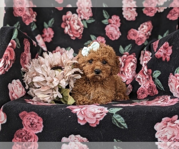 Medium Photo #6 Goldendoodle (Miniature) Puppy For Sale in STEVENS, PA, USA