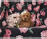 Small Photo #6 Goldendoodle (Miniature) Puppy For Sale in STEVENS, PA, USA