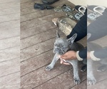 Small Photo #3 French Bulldog Puppy For Sale in EL CERRITO, CA, USA