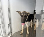 Small German Shepherd Dog