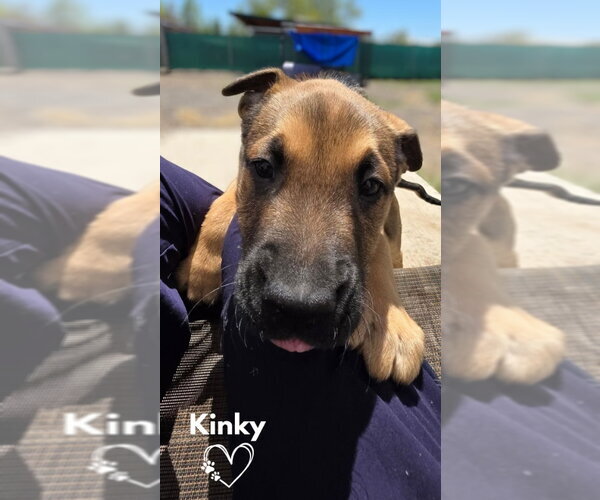 Medium Photo #2 American Pit Bull Terrier-German Shepherd Dog Mix Puppy For Sale in Monte Vista, CO, USA