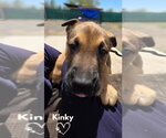 Small #1 American Pit Bull Terrier-German Shepherd Dog Mix