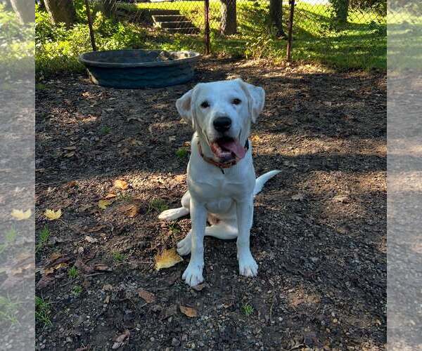 Medium Photo #1 Mutt Puppy For Sale in Holland, MI, USA