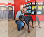 Small #5 Rottweiler