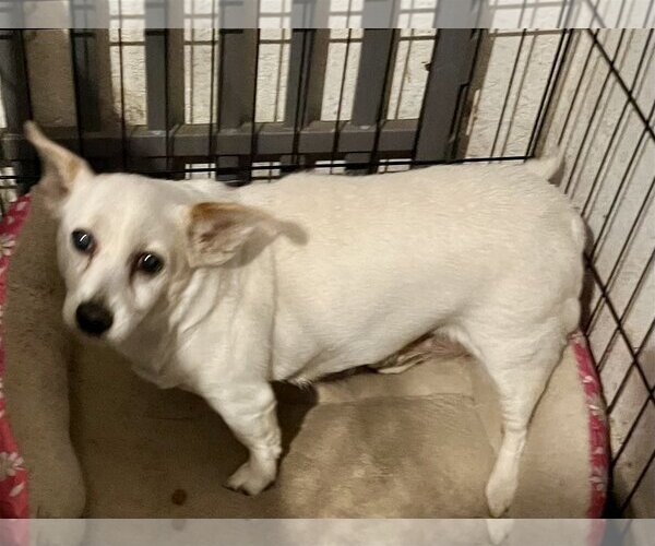 Medium Photo #3 Mutt Puppy For Sale in Colton, CA, USA