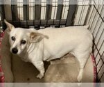 Small #2 Mutt