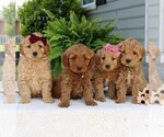 Small #1 Goldendoodle (Miniature)