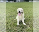 Small #21 English Cream Golden Retriever