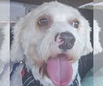 Small #3 Maltipoo