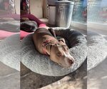 Small #1 American Pit Bull Terrier Mix