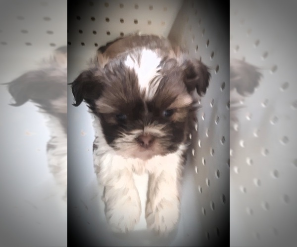 Medium Photo #6 Shih Tzu Puppy For Sale in OTTAWA, OH, USA