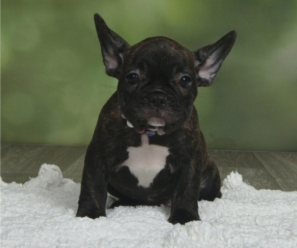Medium Photo #2 French Bulldog Puppy For Sale in BOYNTON BEACH, FL, USA