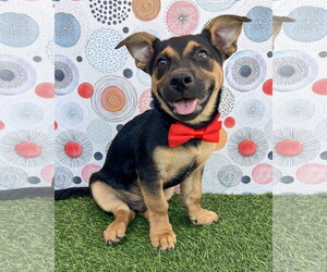 Mutt Dogs for adoption in Corona, CA, USA