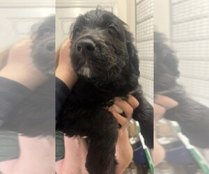 Goldendoodle Puppy for sale in HEBRON, KY, USA