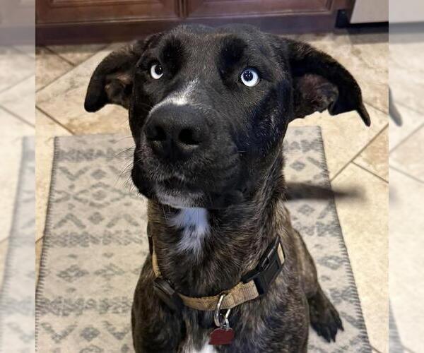 Medium Photo #4 Labrador Retriever-Unknown Mix Puppy For Sale in San Diego, CA, USA