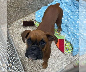 Boxer Dogs for adoption in Martinsburg, WV, USA