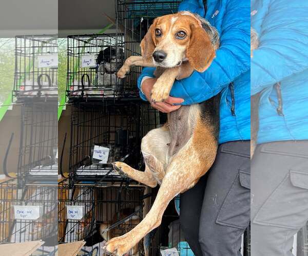 Medium Photo #5 Beagle-Unknown Mix Puppy For Sale in Westwood, NJ, USA