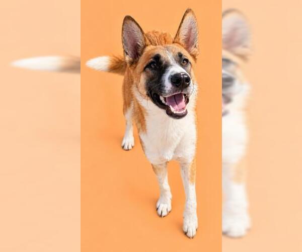 Medium Photo #1 Mutt Puppy For Sale in HESPERIA, CA, USA