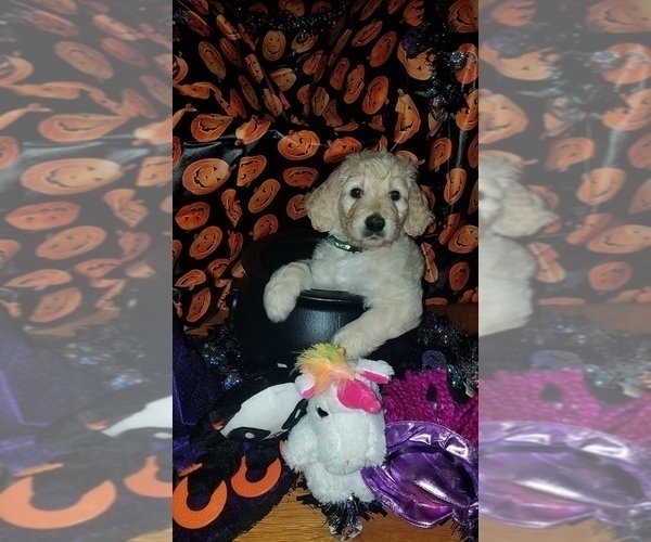 Medium Photo #25 Goldendoodle Puppy For Sale in EAST POINT, GA, USA