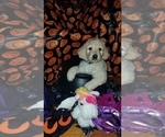 Small Photo #25 Goldendoodle Puppy For Sale in EAST POINT, GA, USA