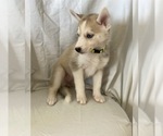 Small Photo #8 Siberian Husky Puppy For Sale in ORANGE, CA, USA