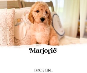 Goldendoodle (Miniature) Puppy for sale in TIPTON, IN, USA