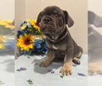 Small #6 French Bulldog