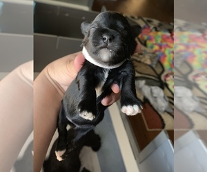 Schnauzer (Miniature) Puppy for sale in SURPRISE, AZ, USA