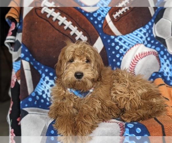 Medium Photo #7 Goldendoodle (Miniature) Puppy For Sale in KIRKWOOD, PA, USA
