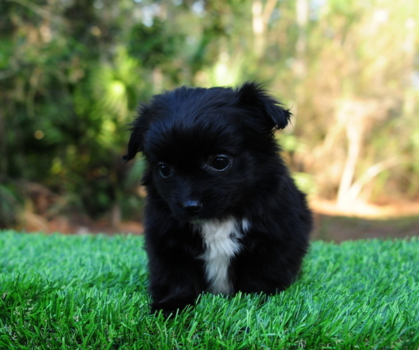 Medium Photo #2 Chiranian Puppy For Sale in SAINT AUGUSTINE, FL, USA
