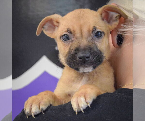 Medium Photo #5 American Staffordshire Terrier-Boxer Mix Puppy For Sale in Huntley, IL, USA