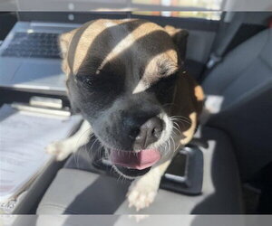 Pug-Unknown Mix Dogs for adoption in Houston, TX, USA