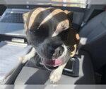A663781 - Female Pug-Unknown Mix Dog for Adoption - Small photo