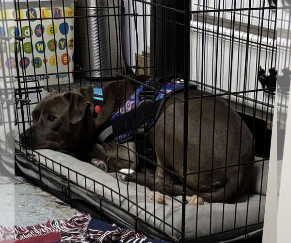 Medium Photo #9 American Pit Bull Terrier-Labrador Retriever Mix Puppy For Sale in Holly Springs, NC, USA